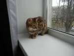 Club Volvo. Ru - Коты. Перепись населения. - Part 2