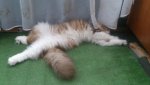 Club Volvo. Ru - Коты. Перепись населения. - Part 2