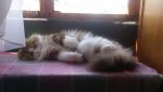 Club Volvo. Ru - Коты. Перепись населения. - Part 2