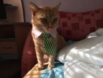 Club Volvo. Ru - Коты. Перепись населения. - Part 2