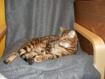 Club Volvo. Ru - Коты. Перепись населения. - Part 2