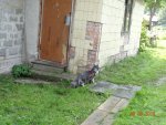 Club Volvo. Ru - Коты. Перепись населения. - Part 2
