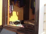 Club Volvo. Ru - Коты. Перепись населения. - Part 2