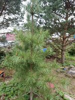Club Volvo. Ru - Выращивание всяких пород дерева