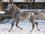 Club Volvo. Ru - Породы лошадей