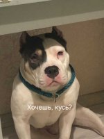 Club Volvo. Ru - Собаки. Перепись населения