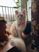 Club Volvo. Ru - Коты. Перепись населения. - Part 3