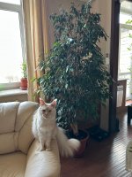 Club Volvo. Ru - Коты. Перепись населения. - Part 3