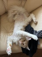 Club Volvo. Ru - Коты. Перепись населения. - Part 3
