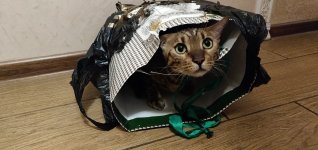 Club Volvo. Ru - Коты. Перепись населения. - Part 3