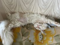 Club Volvo. Ru - Коты. Перепись населения. - Part 3