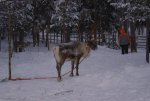 Club Volvo. Ru - Лапландия рождественский тур
