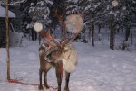 Club Volvo. Ru - Лапландия рождественский тур