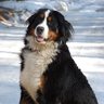 Zinenhund