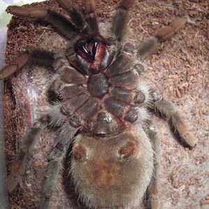 Brachypelma vagans. самка. линька