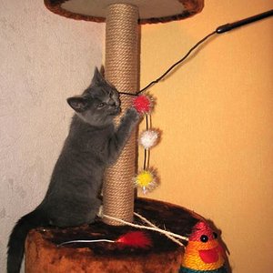 Домик для Наоми (кличка кошки)