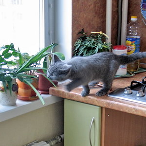 Пытаемся укусить цветок на кухне:)))