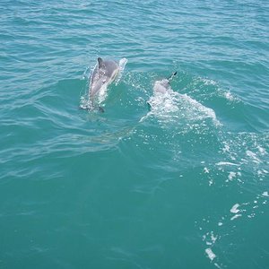 Черное море, дельфины