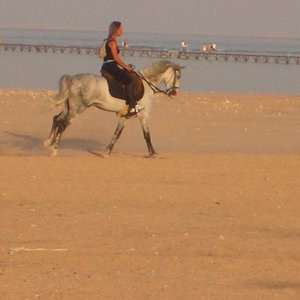 галоп