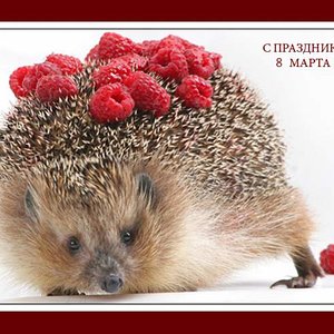 ёжик 1