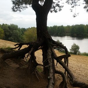 чудо-сосна)))