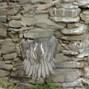 IMG 7341