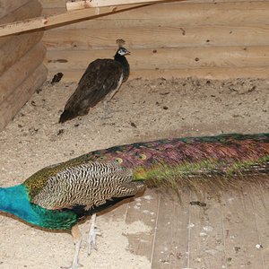 IMG 528.jpg