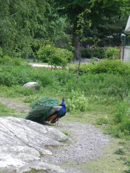 IMGP2194