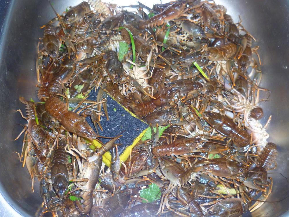 Карельские раки